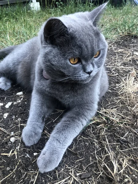 Tiro Vertical Gato Britânico Bonito Shorthair — Fotografia de Stock