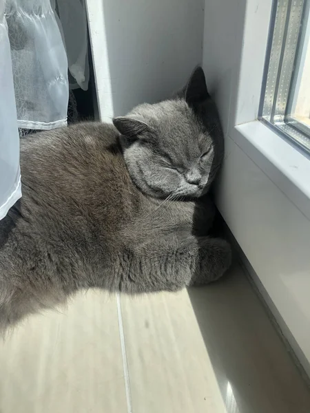 Een Verticaal Shot Van Een Grijs Pluizige Kat Slapend — Stockfoto