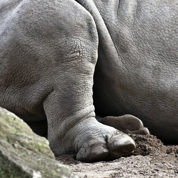 Крупним Планом Знімок Деталей Слонової Ноги — стокове фото