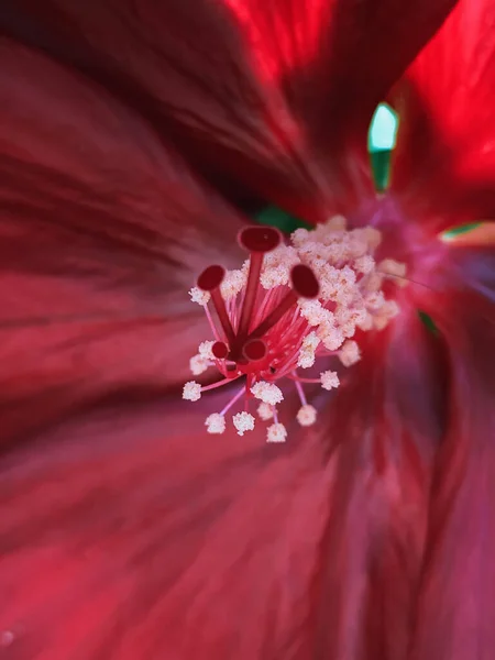 Gros Plan Une Belle Fleur Hibiscus Rouge — Photo