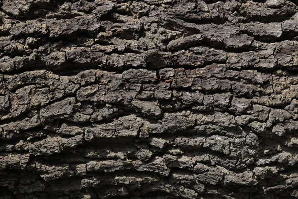 Una Texture Tronco Albero Sfondi — Foto Stock
