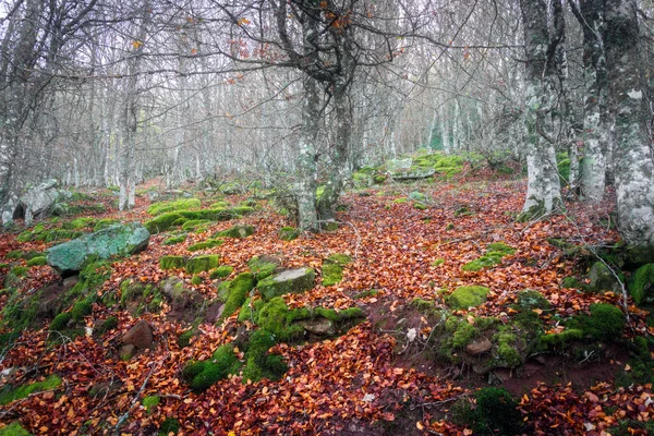 森の中の植物や紅葉のクローズアップ — ストック写真