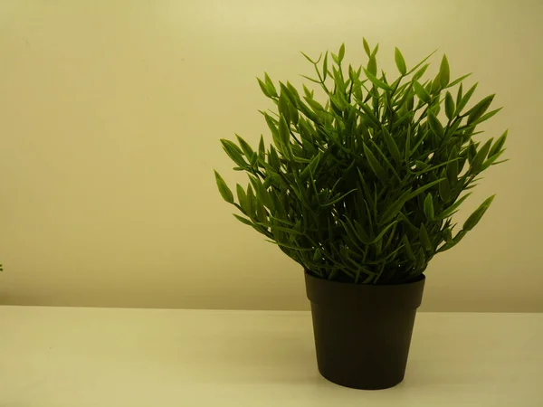 Eine Grüne Pflanze Einem Blumentopf Isoliert Auf Gelbem Hintergrund — Stockfoto