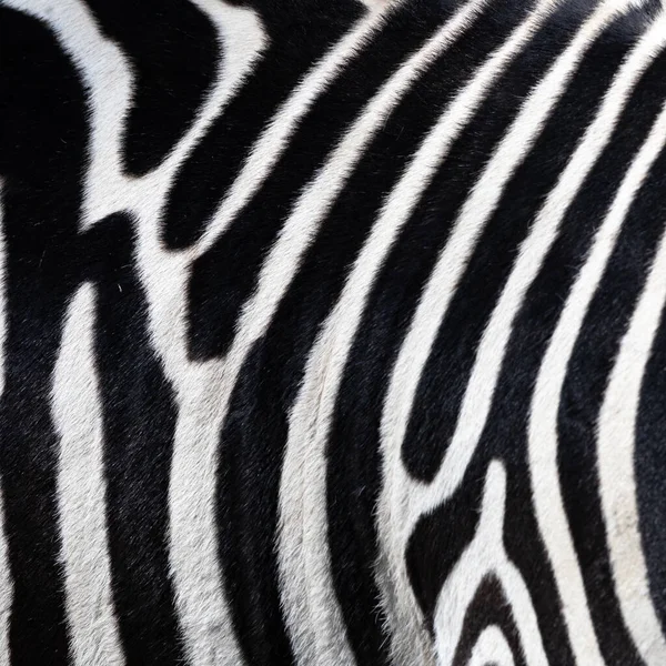 Primo Piano Della Pancia Una Zebra Nome Scientifico Equus Zebra — Foto Stock