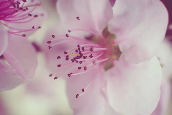 Primer Plano Macro Una Hermosa Flor Cerezo — Foto de Stock