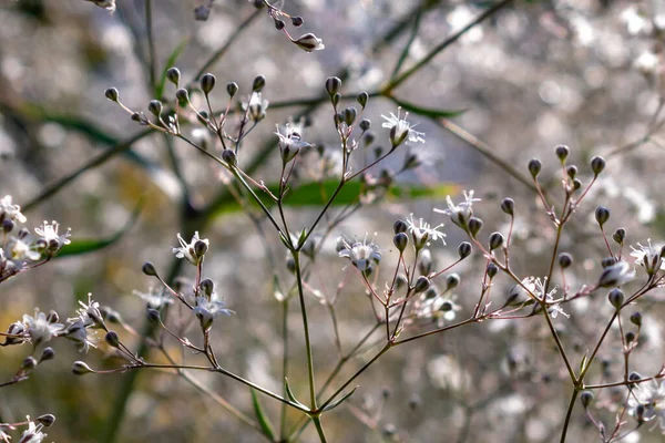 Nahaufnahme Von Weißer Mädesüßblume Filipendula Ulmaria Oder Mehlkraut Traditionelle Kräutermedizin — Stockfoto
