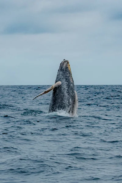 水から飛び出る灰色のクジラの垂直ショット — ストック写真