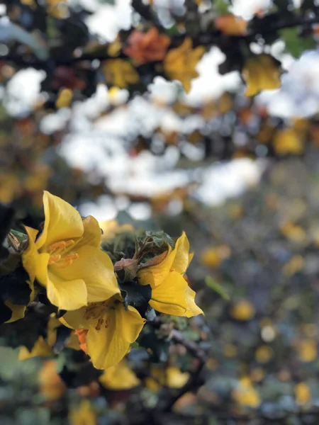 Closeup Shot Cute Flowers Sunlight — Stock Photo, Image