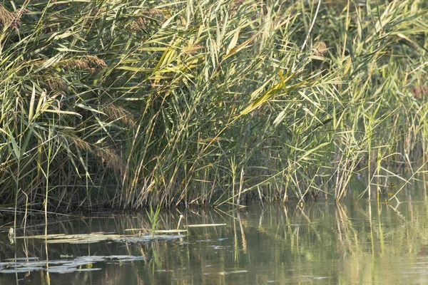 Primer Plano Plantas Verdes Cerca Estanque Parque Minicio Mantova Italia — Foto de Stock