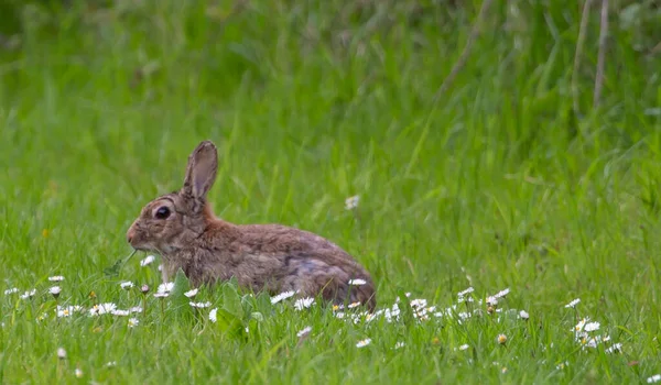 Кролик Зеленій Траві Вдень — стокове фото