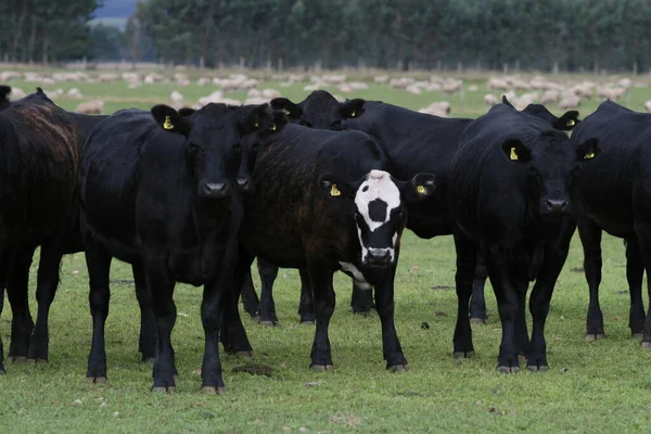 Die Schwarzen Kühe Auf Der Wiese Neuseeland — Stockfoto