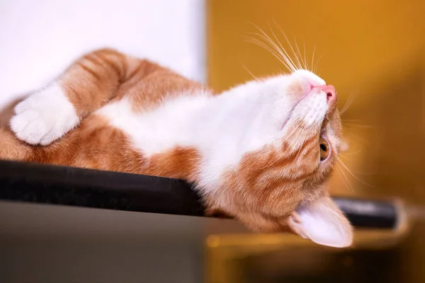 Kapalı Alanda Masada Uzanan Sevimli Bir Turuncu Kedi Yavrusunun Yakın — Stok fotoğraf