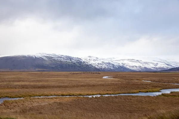 Ein Schöner Blick Auf Vögel Die Über Das Sumpfland Island — Stockfoto