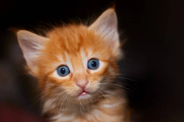 Närbild Bedårande Orange Kattunge Med Blå Ögon Framför Mörk Bakgrund — Stockfoto