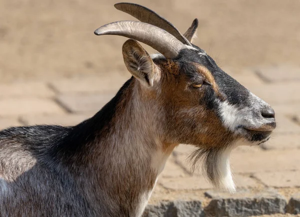 ปภาพด านข างของแพะ อทางว ทยาศาสตร Capra เขาเล และหนวดแพะยาวต อหน นหล — ภาพถ่ายสต็อก