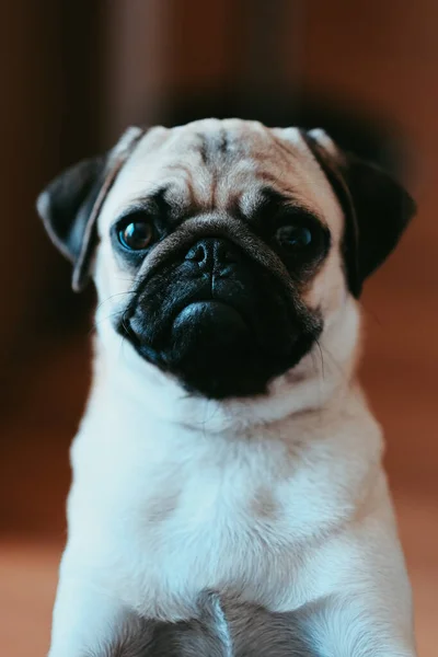 Närbild Vertikal Skott Söt Hund — Stockfoto