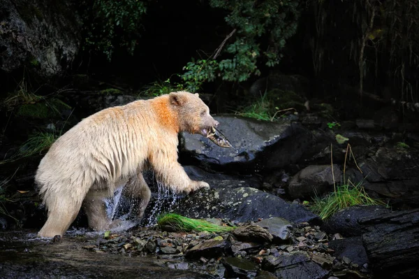 Closeup Kermode Bear Eating Fish Rocks Great Bear Rainforest Canada — Stock Photo, Image