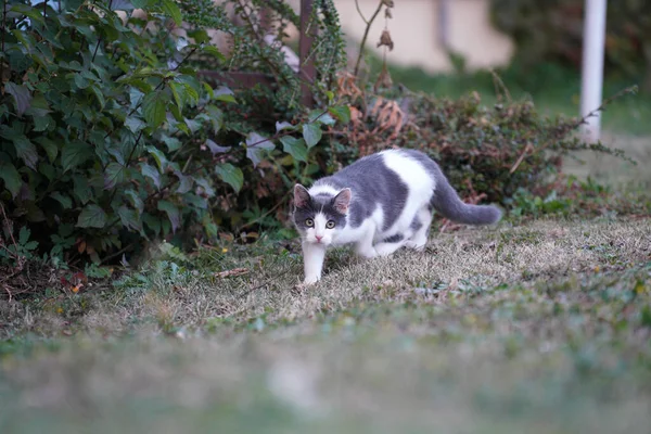 Selektywne Skupienie Słodkim Białym Szarym Kotku Spacerującym Polu Ciągu Dnia — Zdjęcie stockowe
