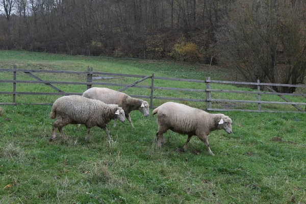 Las Ovejas Caminando Sobre Hierba Campo — Foto de Stock