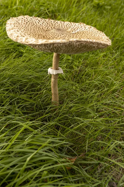 Closeup of mature flat cap and stipe of a Macrolepiota procera or Large Parasol Mushroom seen from above surrounded by grass