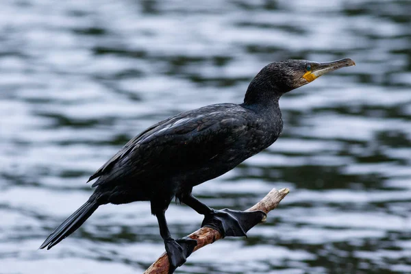 Primer Plano Pájaro Cormorán Posado Sobre Bosque Con Lago Fondo — Foto de Stock