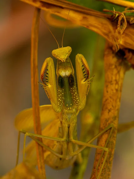 Een Verticaal Schot Van Een Mantis — Stockfoto