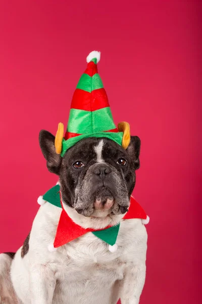 Bouledogue Français Avec Chapeau Noël Des Lunettes Soleil Drôles Sur — Photo