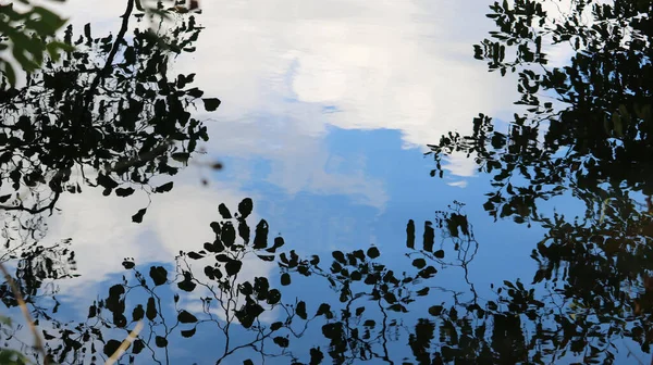 Plan Silhouette Angle Bas Feuilles Arbres Avec Fond Nuageux — Photo