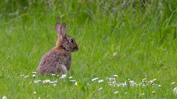 Вибірковий Знімок Фокусу Милого Коричневого Кролика Сидить Траві — стокове фото