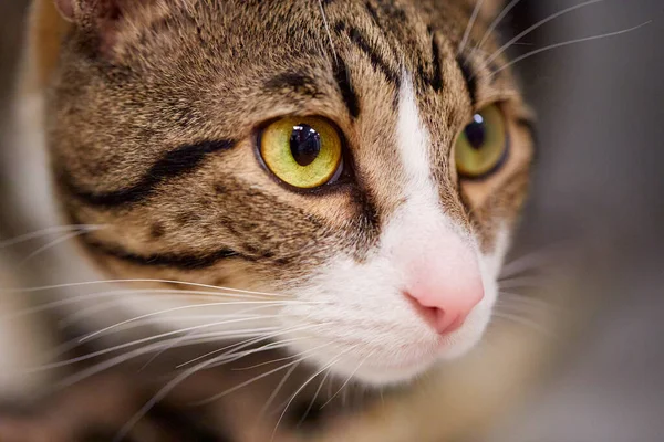 Enfoque Selectivo Adorable Gatito Tabby Frente Fondo Borroso — Foto de Stock