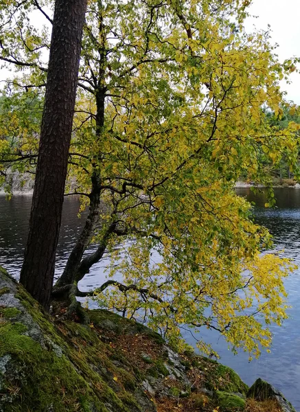 노르웨이 파리스 호수의 나무들이 반사되어 호수의 아름다운 — 스톡 사진