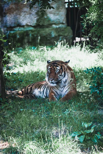 Tigre Durmiendo Hierba Zoológico — Foto de Stock