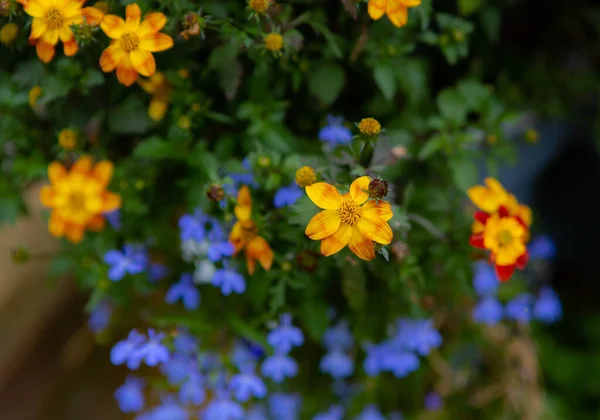 Closeup Shot Beautiful Flowers Garden — Stock Photo, Image