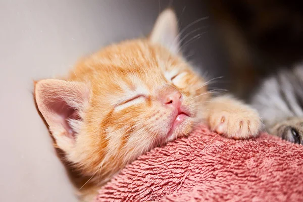 Närbild Bedårande Orange Tabby Kattunge Sover Filt — Stockfoto