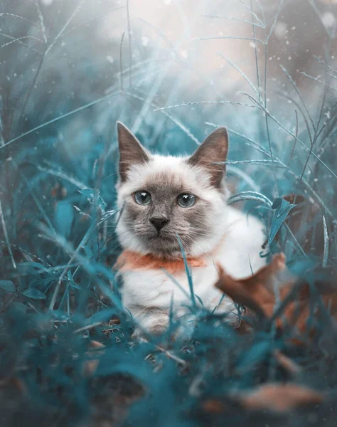 Een Verticaal Close Shot Van Ragdoll Kat Groen Gras — Stockfoto