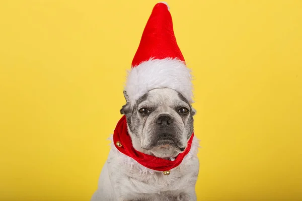 Tiro Close Bulldog Francês Com Chapéu Natal Cachecol Fundo Amarelo — Fotografia de Stock