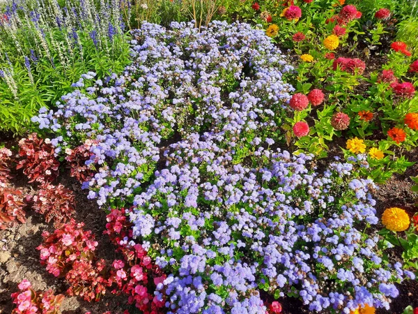 Tiro Ângulo Alto Várias Flores Coloridas — Fotografia de Stock