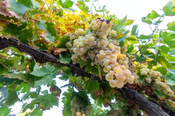 Rows Growing White Grapes — Stock Photo, Image