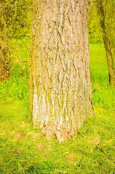 Güzel Bir Yeşil Çimenlik Alanda Bir Ağaç Sapının Yakın Çekimi — Stok fotoğraf