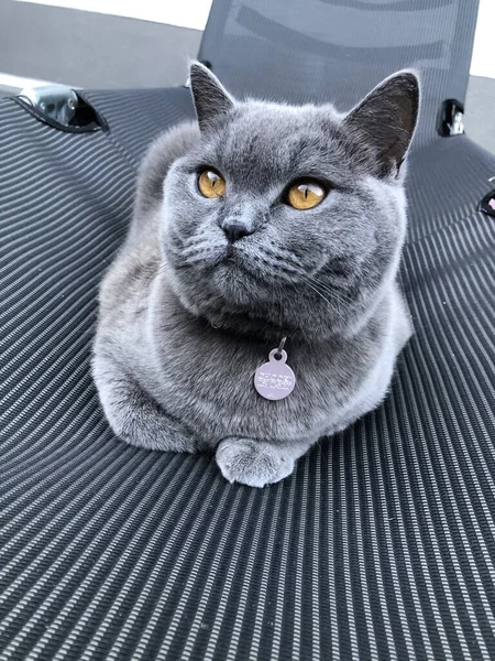 귀여운 영국짧은 고양이의 — 스톡 사진