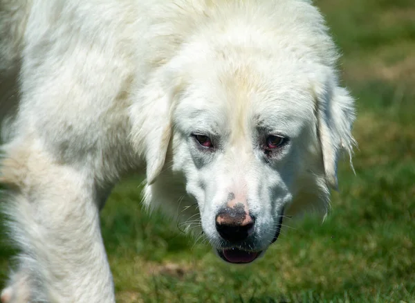 Een Witte Herdershond Een Landbouwgrond Overdag — Stockfoto