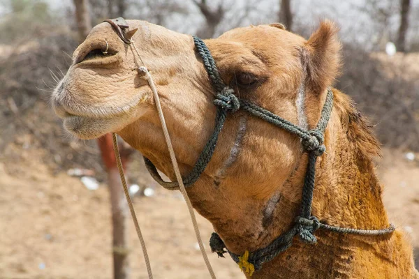 Sidoprofil Kamel Med Ett Betsel — Stockfoto