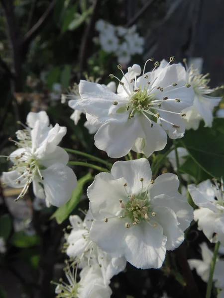 背景がぼやけた美しい桜のクローズアップ — ストック写真