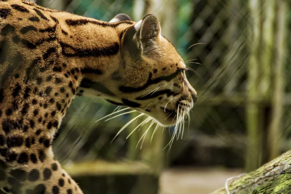 Primo Piano Giaguaro Che Cammina Dentro Una Gabbia Dello Zoo — Foto Stock