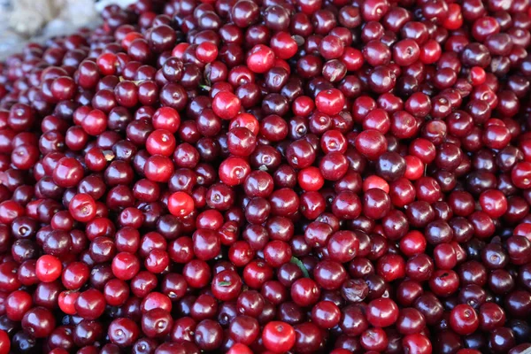 Heap Fresh Ripe Cherry Berries — Stock fotografie