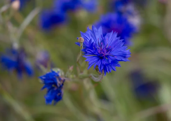 Eine Nahaufnahme Einer Blauen Blume Aus Der Enzianfamilie — Stockfoto