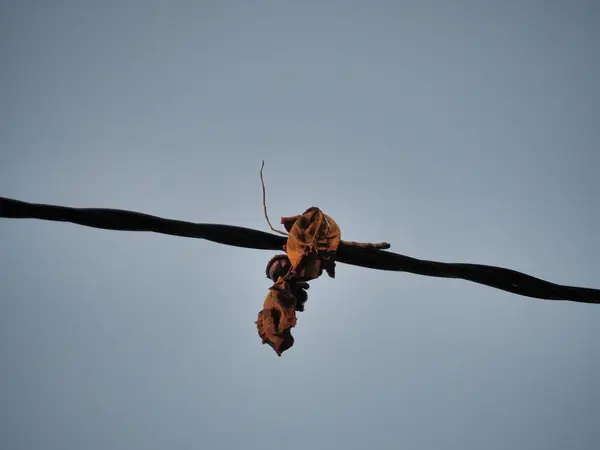 Closeup Shot Dry Leaves Stuck Wire — Stock fotografie