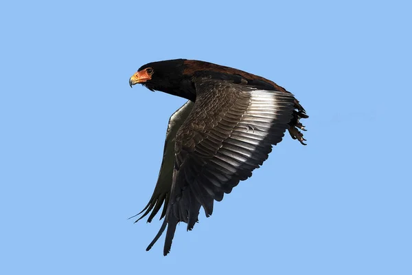 Eine Nahaufnahme Eines Fliegenden Bateleur Adlers Wolkenlosen Himmel — Stockfoto