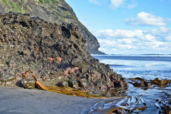 Estrella Mar Algas Adheridas Formación Rocas Expuestas Por Marea Baja — Foto de Stock