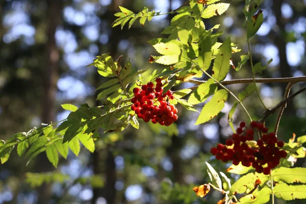 Rote Vogelbeeren Auf Ästen Von Vogelbeeren — Stockfoto